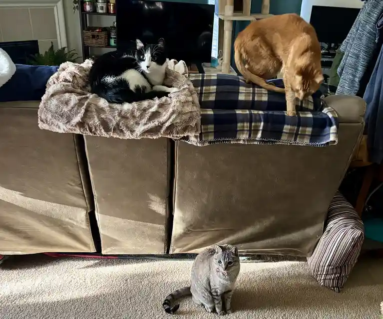 Three cats are in a living room: a black-and-white cat lounges on a fluffy blanket atop a brown couch, an orange cat walks…