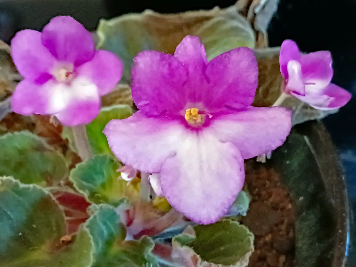 A close-up photo of vibrant purple and white African violet flowers with green leaves, overlaid with the text 'i'm not…