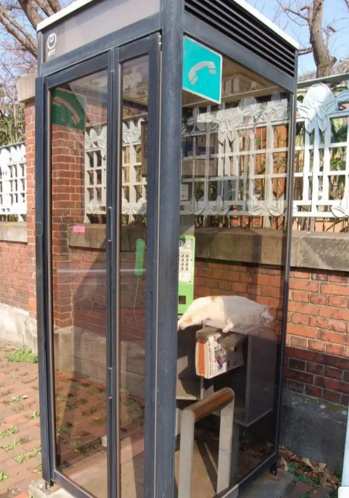 A white cat is sleeping on a bench inside an outdoor public phone booth with glass walls and a green payphone. The booth has…