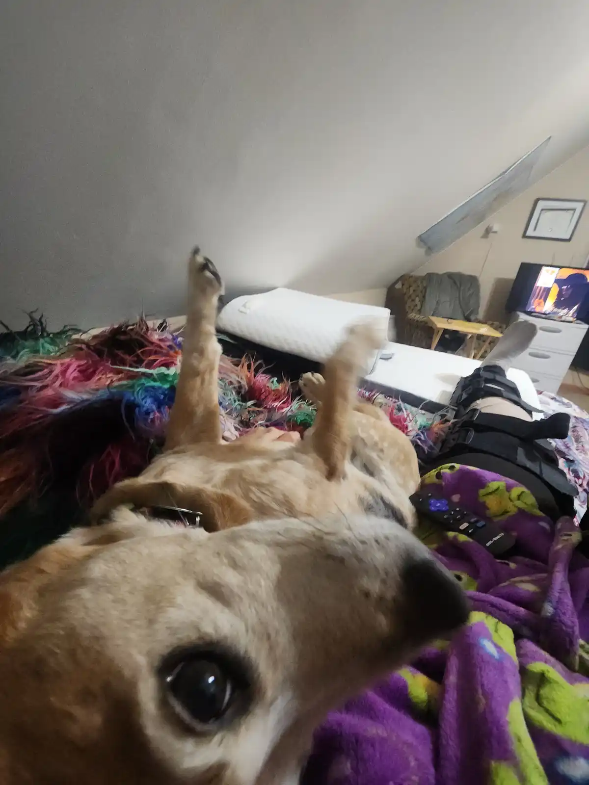 A tan dog lies on its back on a bed covered with colorful blankets, paws in the air, looking directly at the camera with…