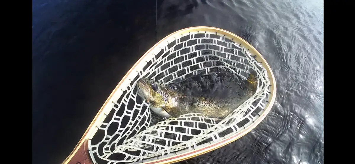 A fish with dark spots and a shiny body is caught in a white mesh fishing net floating on dark water. The fish is looking…