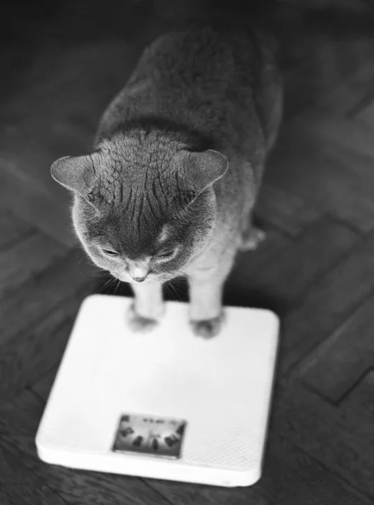 A black and white photo shows a gray cat standing on a white digital bathroom scale, looking down at the floor. The cat's…