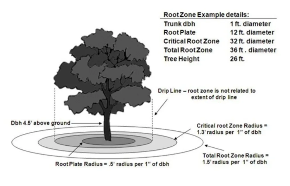 A technical diagram of a tree's root zones with concentric circles labeled with radii and diameters based on trunk dbh…