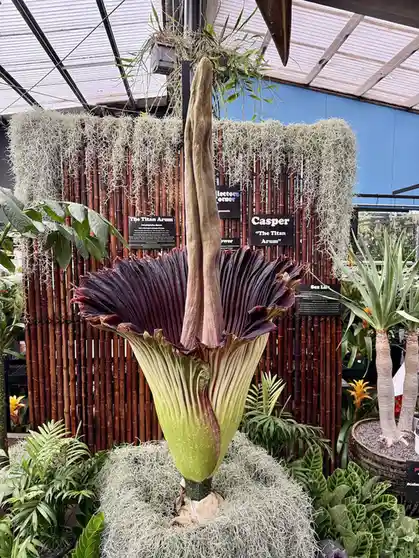 A large, blooming Titan Arum plant with a prominent, dark purple, fan-shaped spathe and a tall, beige spadix rising from its…