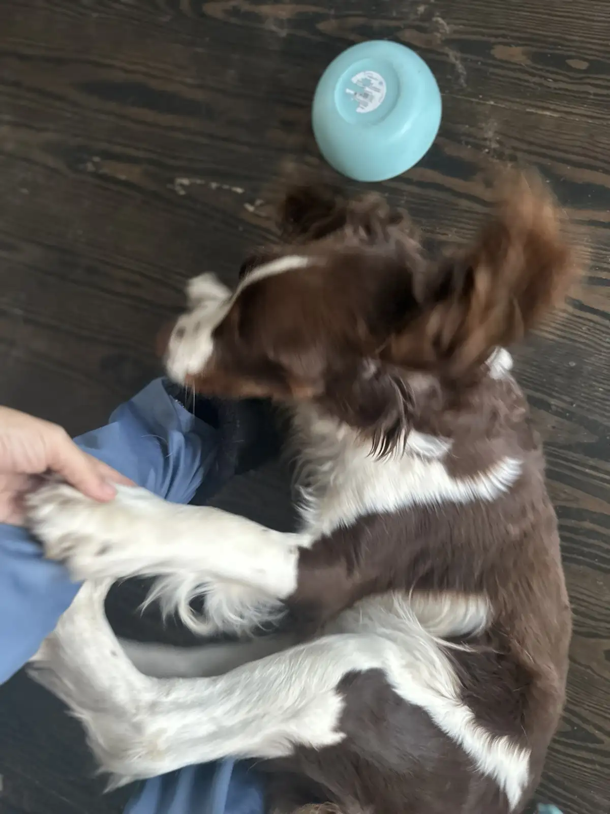 A brown and white dog is lying on a dark wooden floor, its head turned away and paws being held by a person's hand. A light…