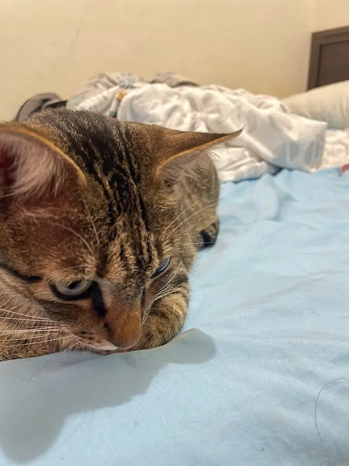 A brown tabby cat with a grumpy, half-lidded expression lies on a light blue bedsheet, looking unimpressed. Behind it…