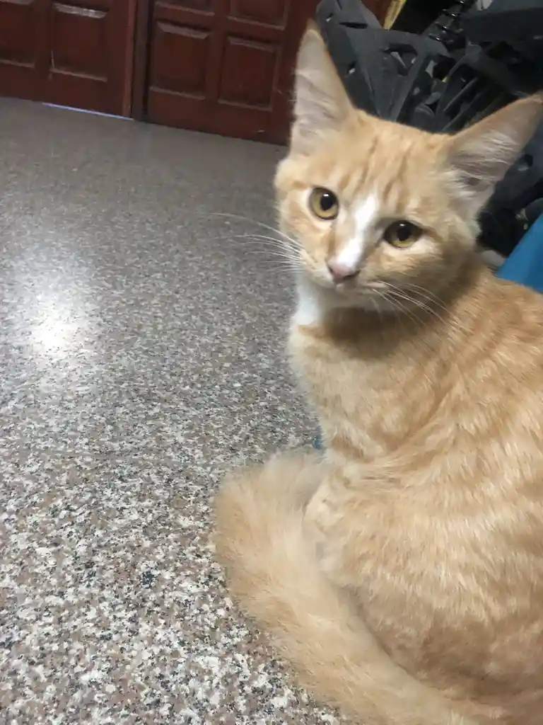 An orange tabby cat with a white muzzle sits on a speckled floor, looking directly at the camera with a slightly unimpressed…