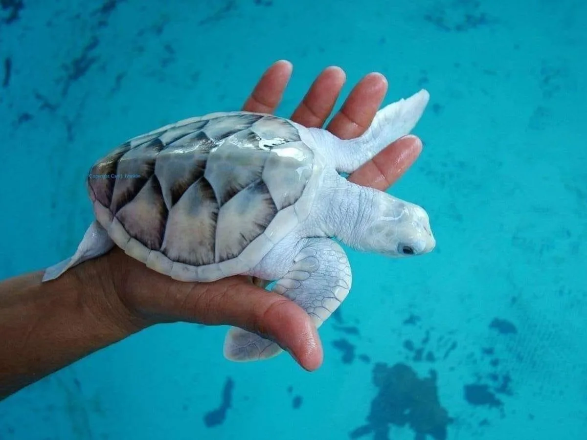 a small, pale albino sea turtle with a patterned shell is cradled in a person's hand against a turquoise underwater…