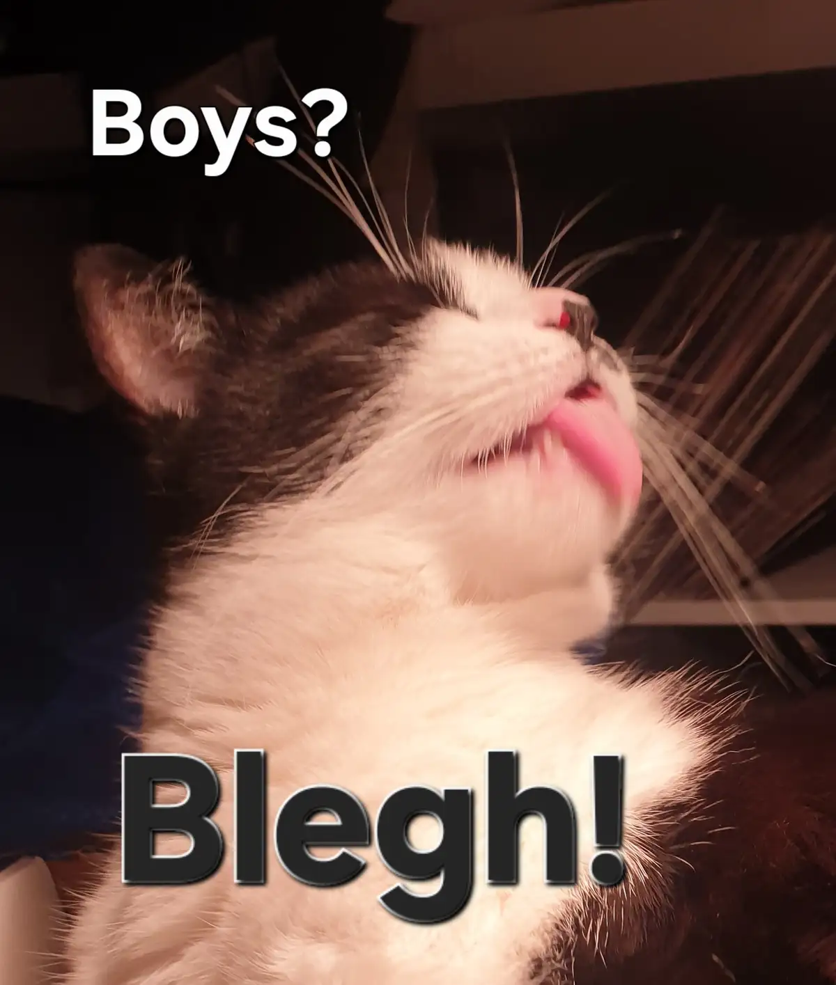 Caturday Chronicles: Charlie's Hilarious Encounter with Miss Charlotta!