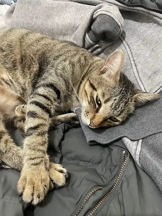 A tabby cat with brown and black stripes is lying on a pile of grey clothing, including a hoodie and a jacket, with one paw…
