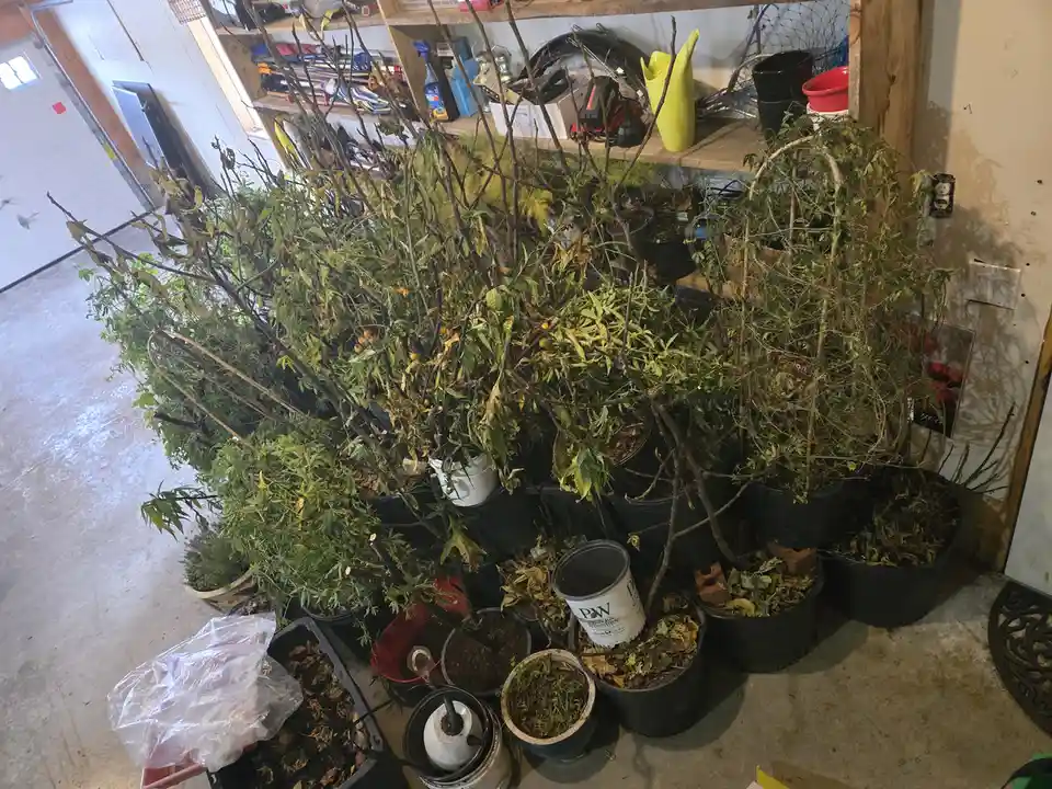 A high-angle photo shows numerous potted plants in a garage or shed, most of which are wilting, leafless, or covered in…