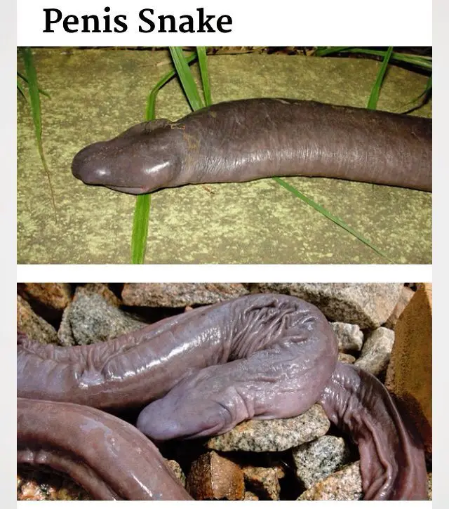 The image displays two photos of a dark, elongated, worm-like amphibian with a rounded, blunt head, resting on stone and…