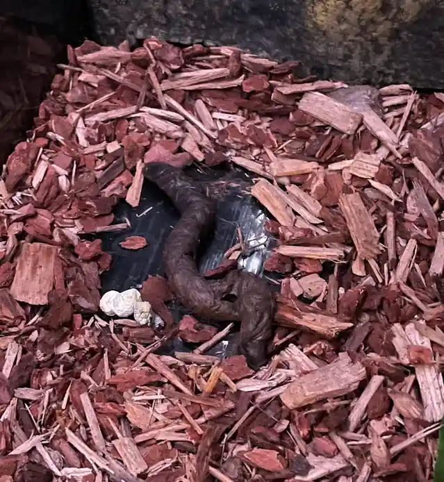 A dark, coiled worm rests on a black plastic surface surrounded by reddish-brown wood chips. Beside it are several small…