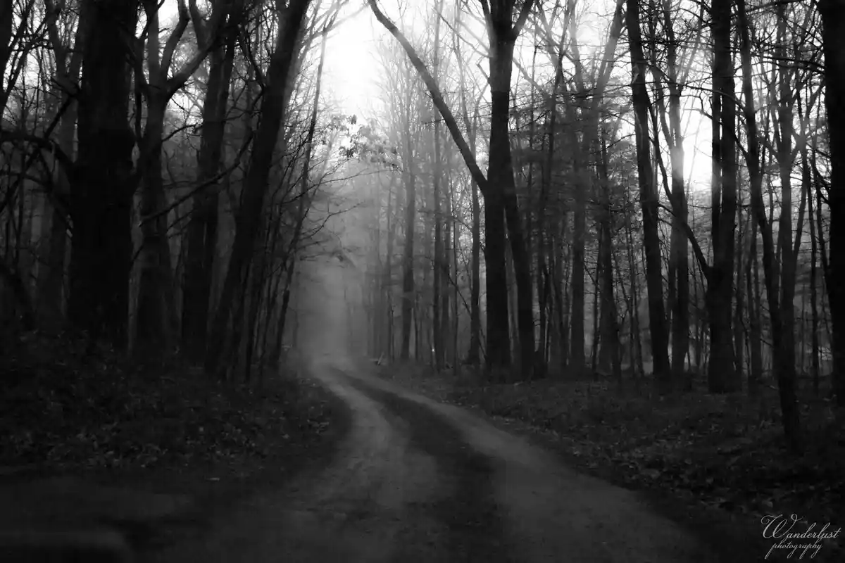 A black-and-white photograph shows a misty, winding dirt road disappearing into a dense forest of bare trees. The scene is…