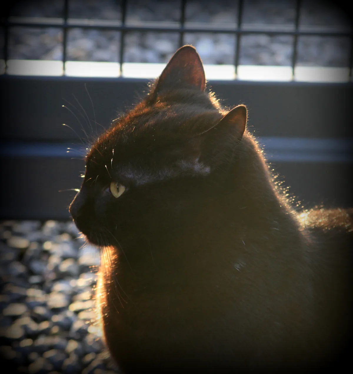 A black cat is shown in profile, bathed in warm backlighting that highlights its fur and creates a halo effect around its…