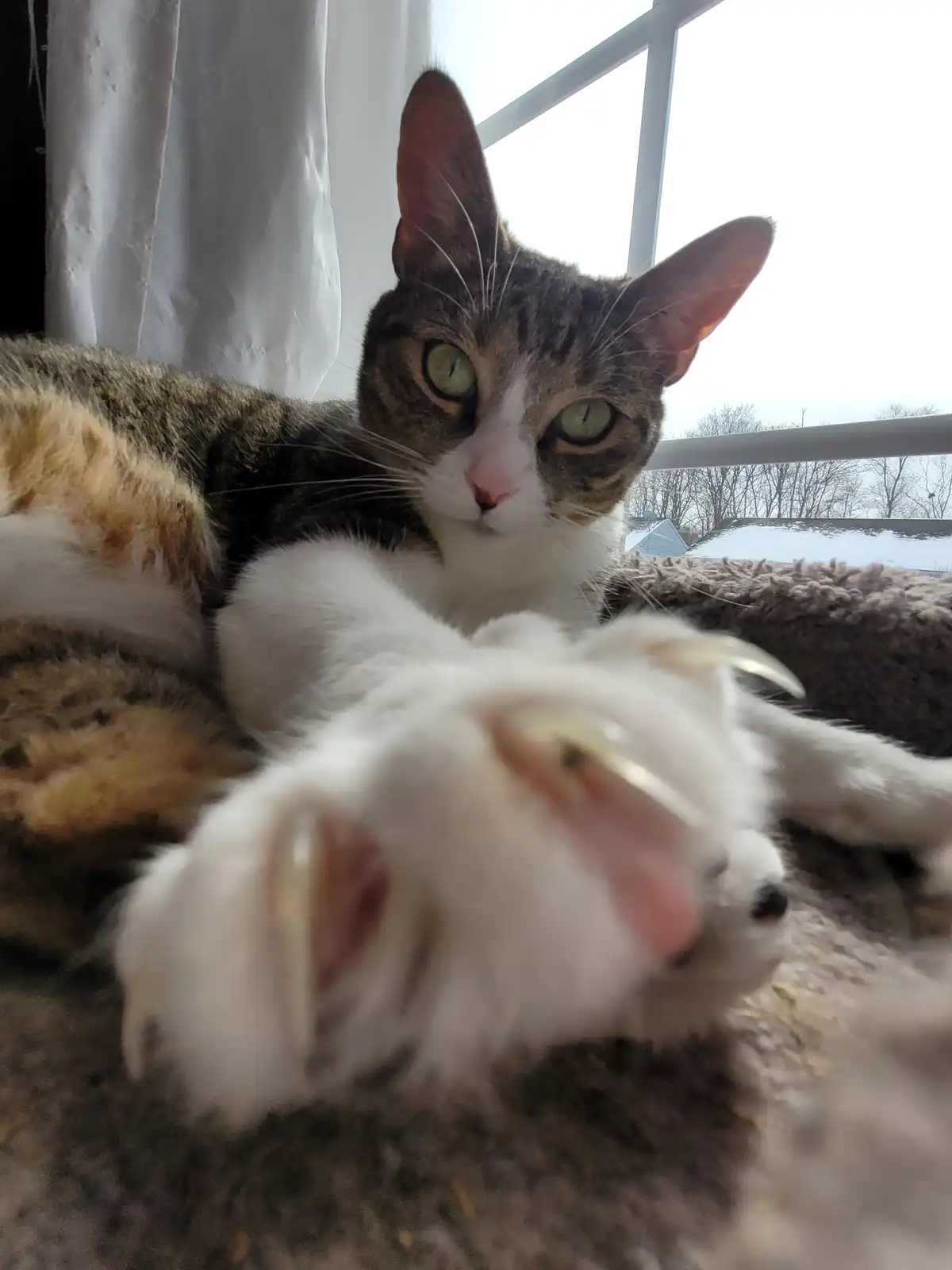 A tabby and white cat with green eyes lies on a textured blanket near a window, looking directly at the camera with a…