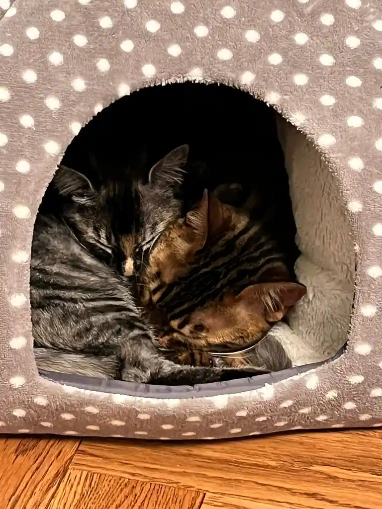 Adopting a Kitten: From Hissing to Best Buds in a Week!