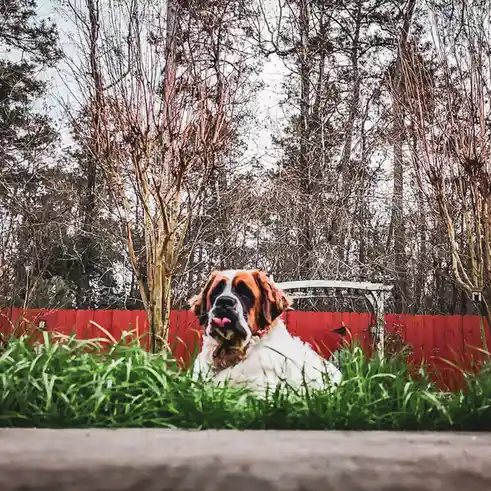 A large, fluffy Saint Bernard dog with a brown and white coat is lying in tall green grass, looking directly at the camera…
