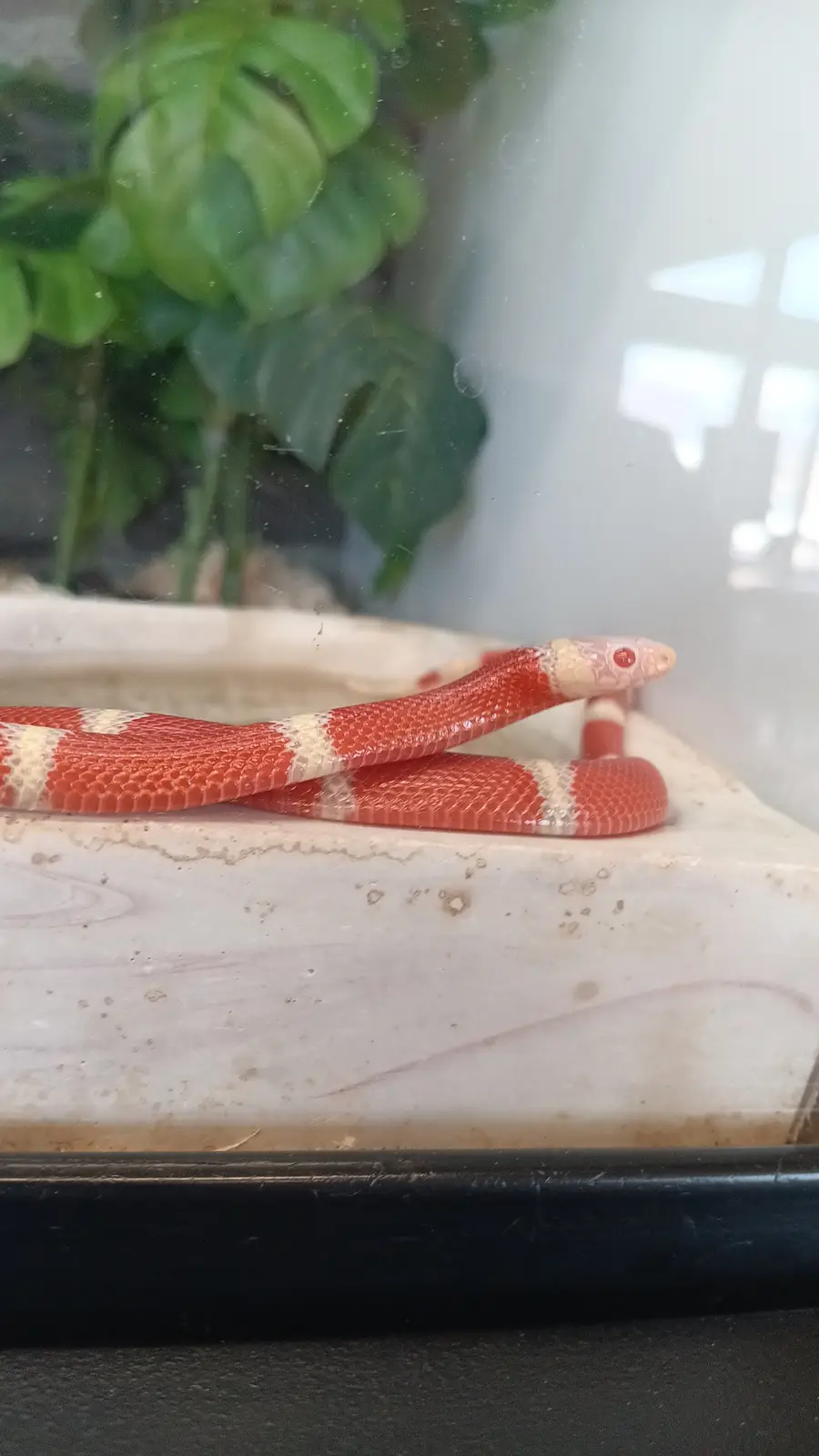A red and white banded snake, likely a corn snake, is coiled on a light-colored stone surface inside what appears to be a…
