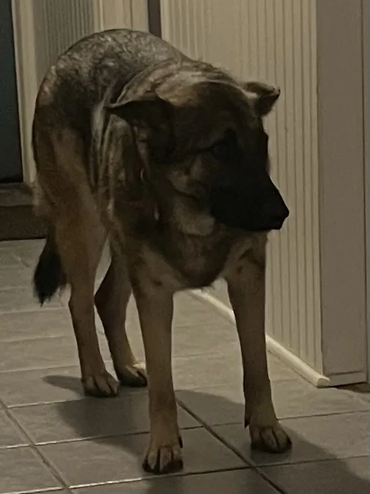 A German Shepherd dog stands on a tiled floor indoors, looking down and to the side with a slightly slumped posture. The…