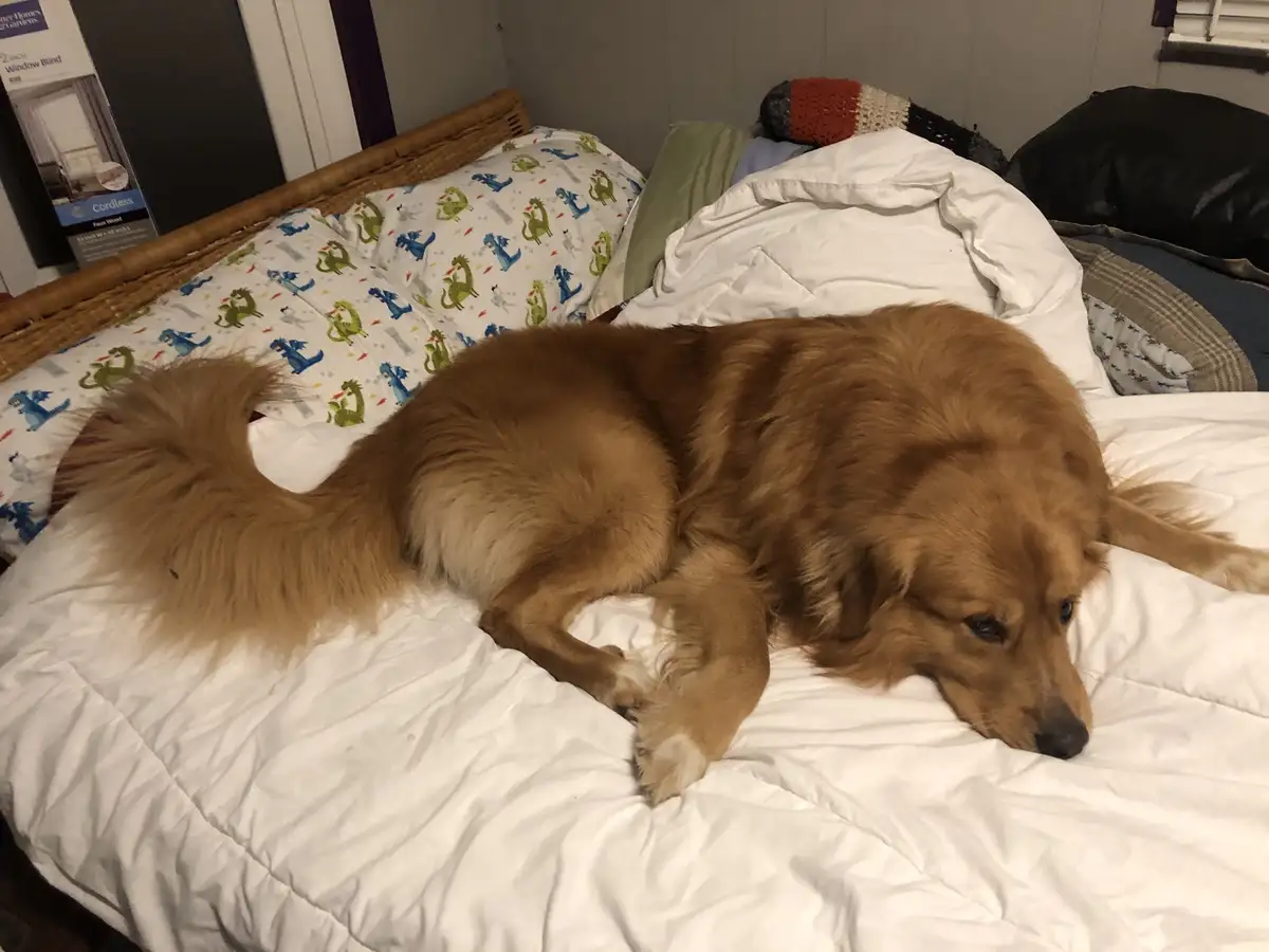 A golden retriever dog is lying on a rumpled white comforter on a bed, its head resting on the bedding with a tired…