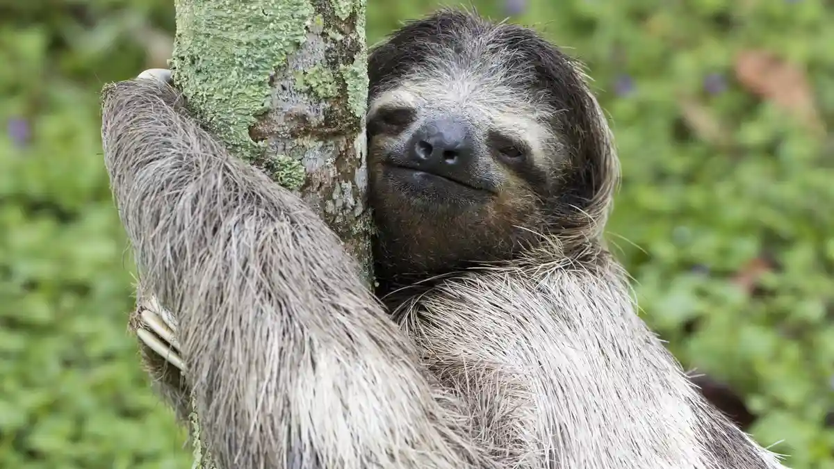 Meet three-toed sloths, the ultimate chill creatures, spending 15-20 hours a day snoozing and 2 hours awake, slowly munching…