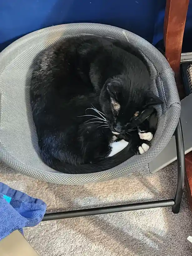 A black cat with white paws is curled up sleeping inside a grey mesh cat bed, which is placed on a carpeted floor. The cat's…