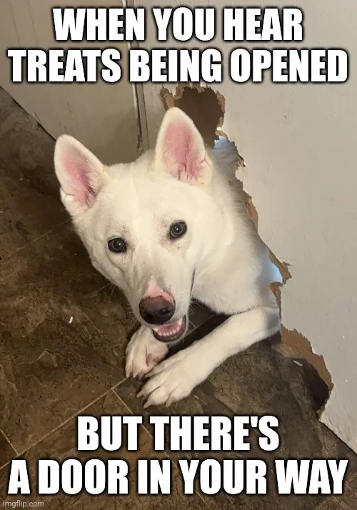 A white dog with pink ears and nose peers through a torn hole in a wall, looking eagerly at the viewer. The dog is on a…