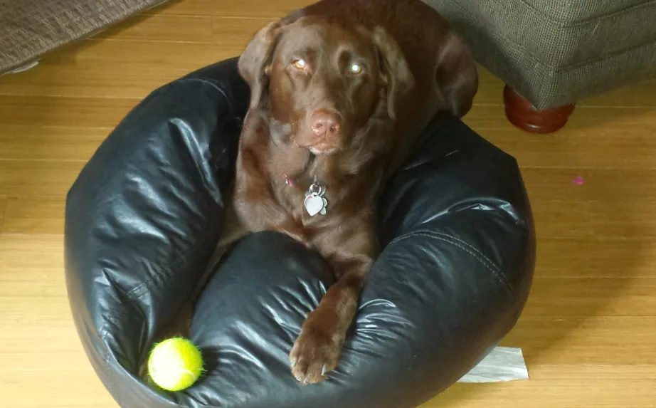A brown dog with glowing eyes sits in a black leather beanbag chair on a wooden floor, looking directly at the camera with a…