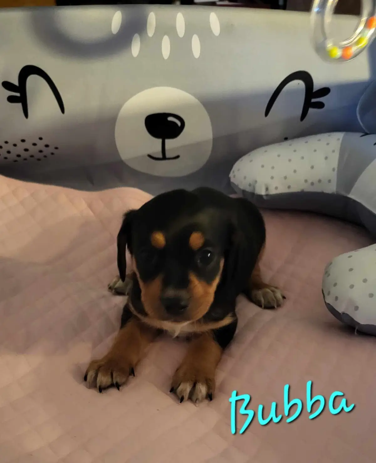 A small black and tan puppy with floppy ears and expressive eyes lies on a pink quilted play mat, looking directly at the…