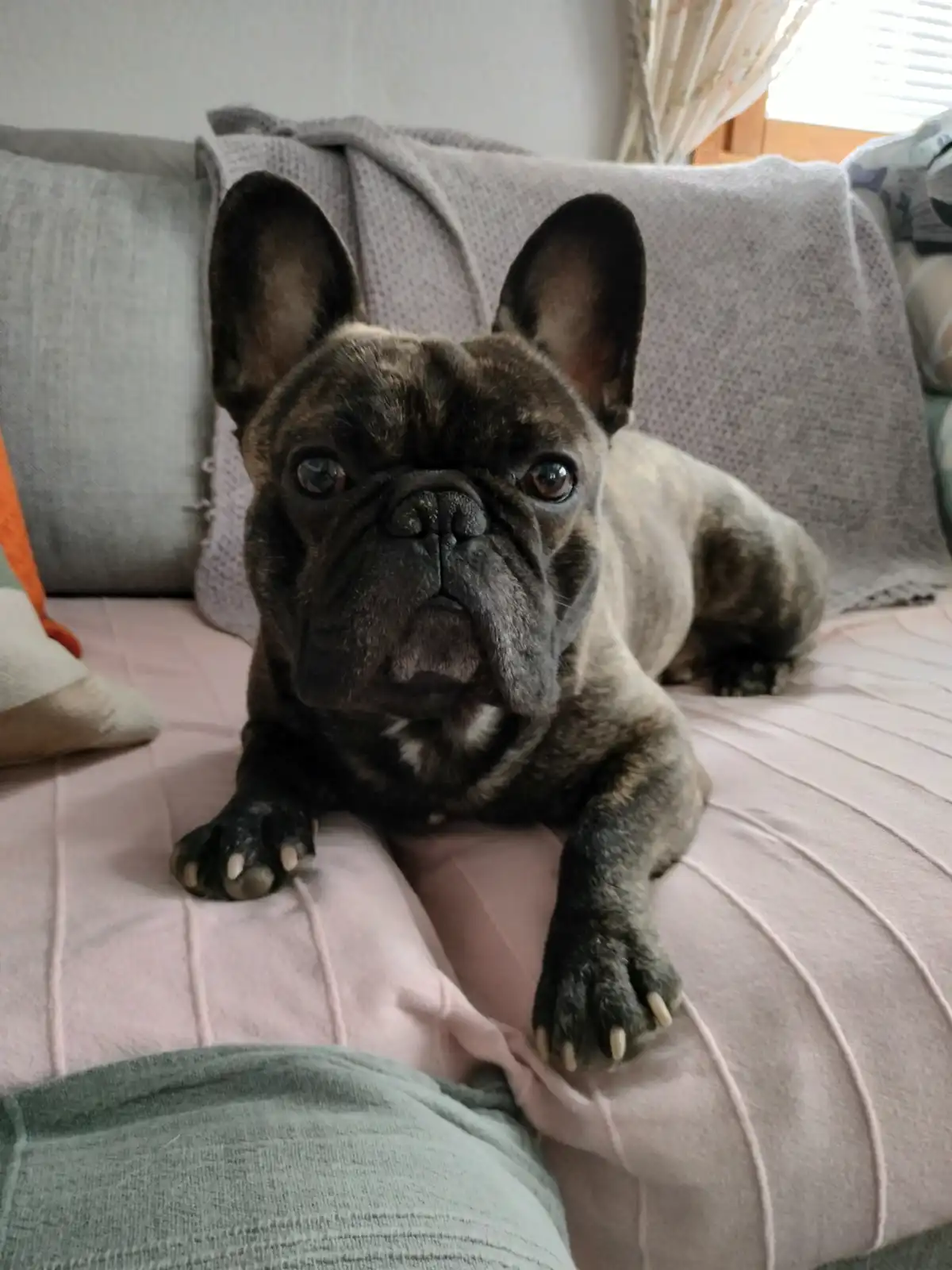 A brindle French bulldog with large ears and a wrinkled face lies on a pink couch, looking directly at the camera with a…