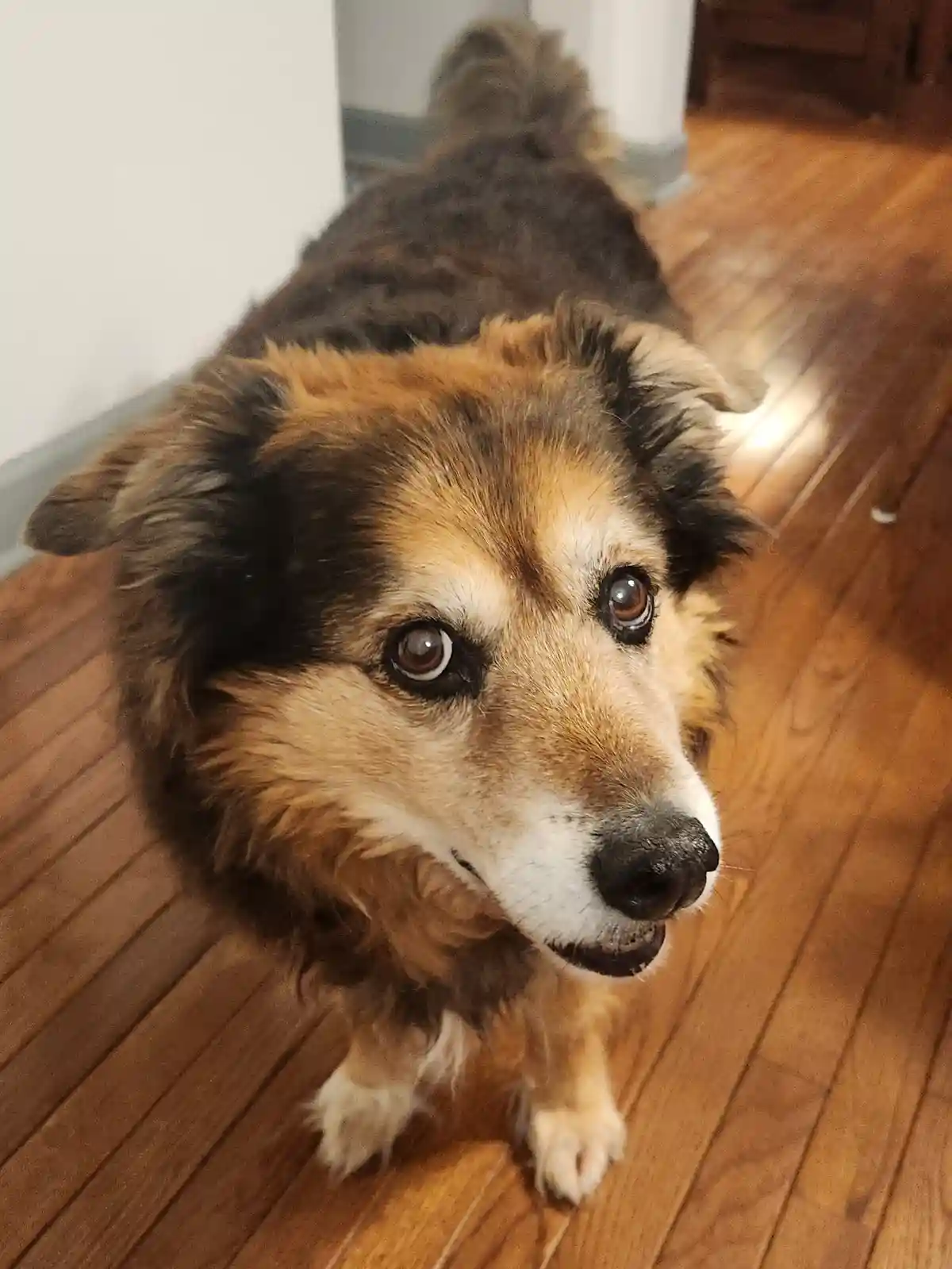 A close-up photo of a fluffy, tri-color dog (brown, black, and white) standing on a wooden floor, looking up with wide…
