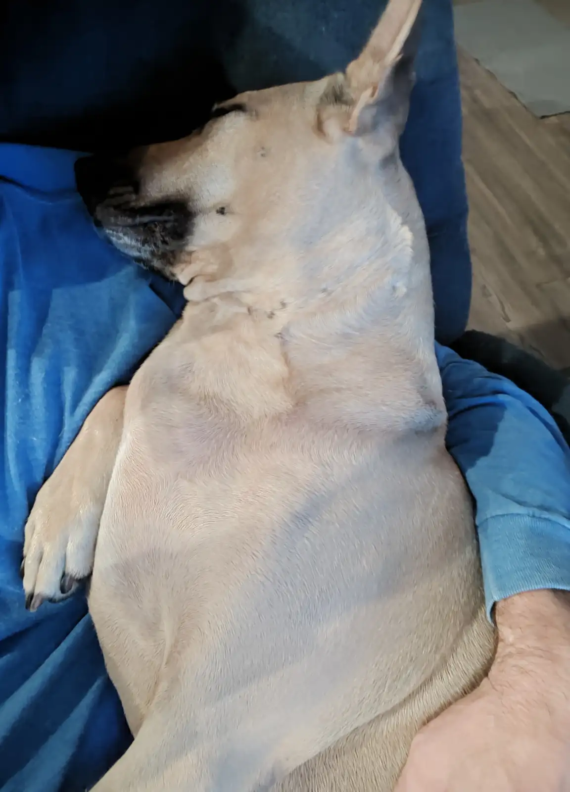 A light-colored dog with a black muzzle is sleeping soundly on a person's lap, nestled against a blue blanket. The person's…