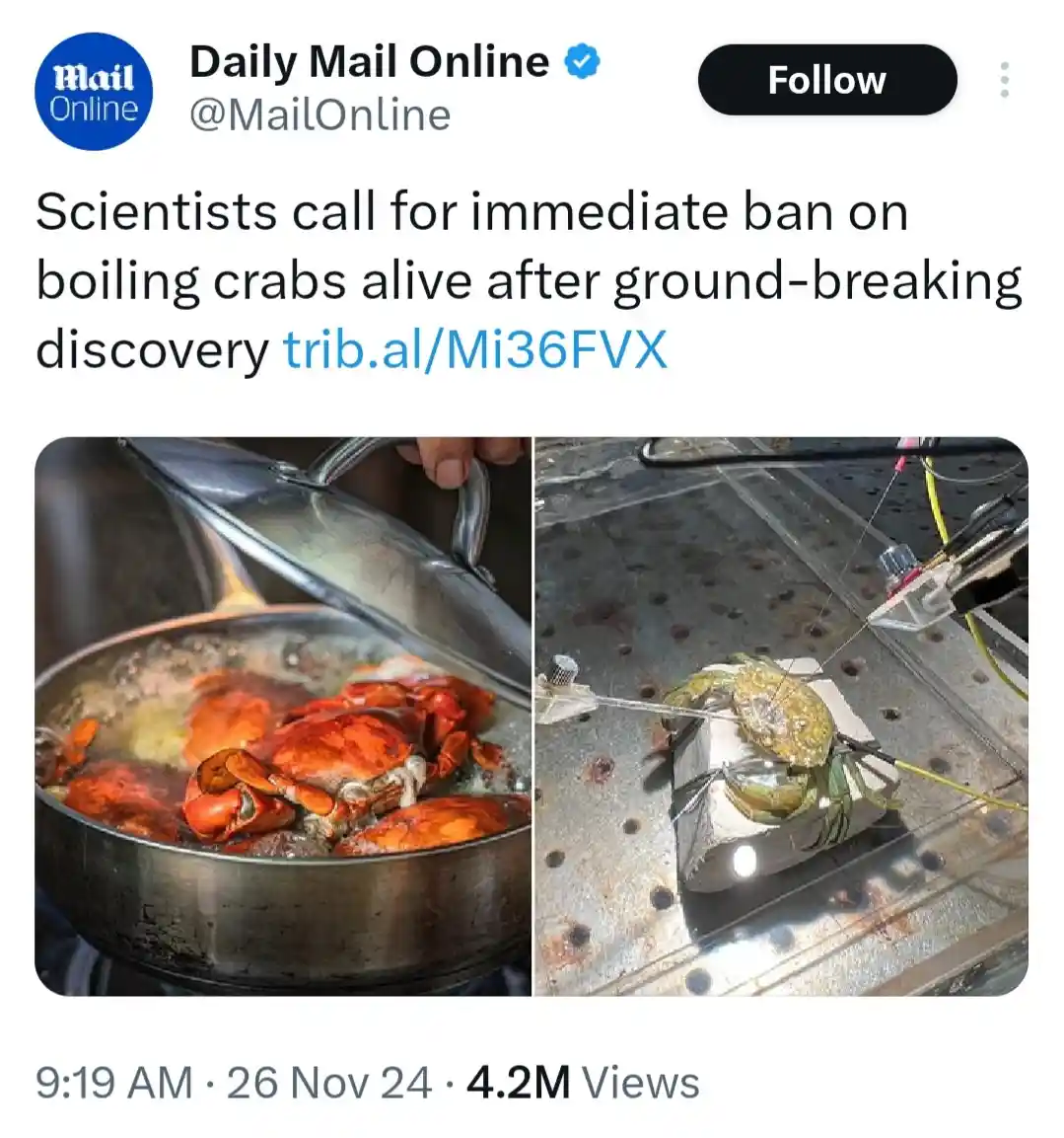 A split-screen image shows crabs boiling in a pot on the left and a crab strapped with wires and sensors on a metal surface…