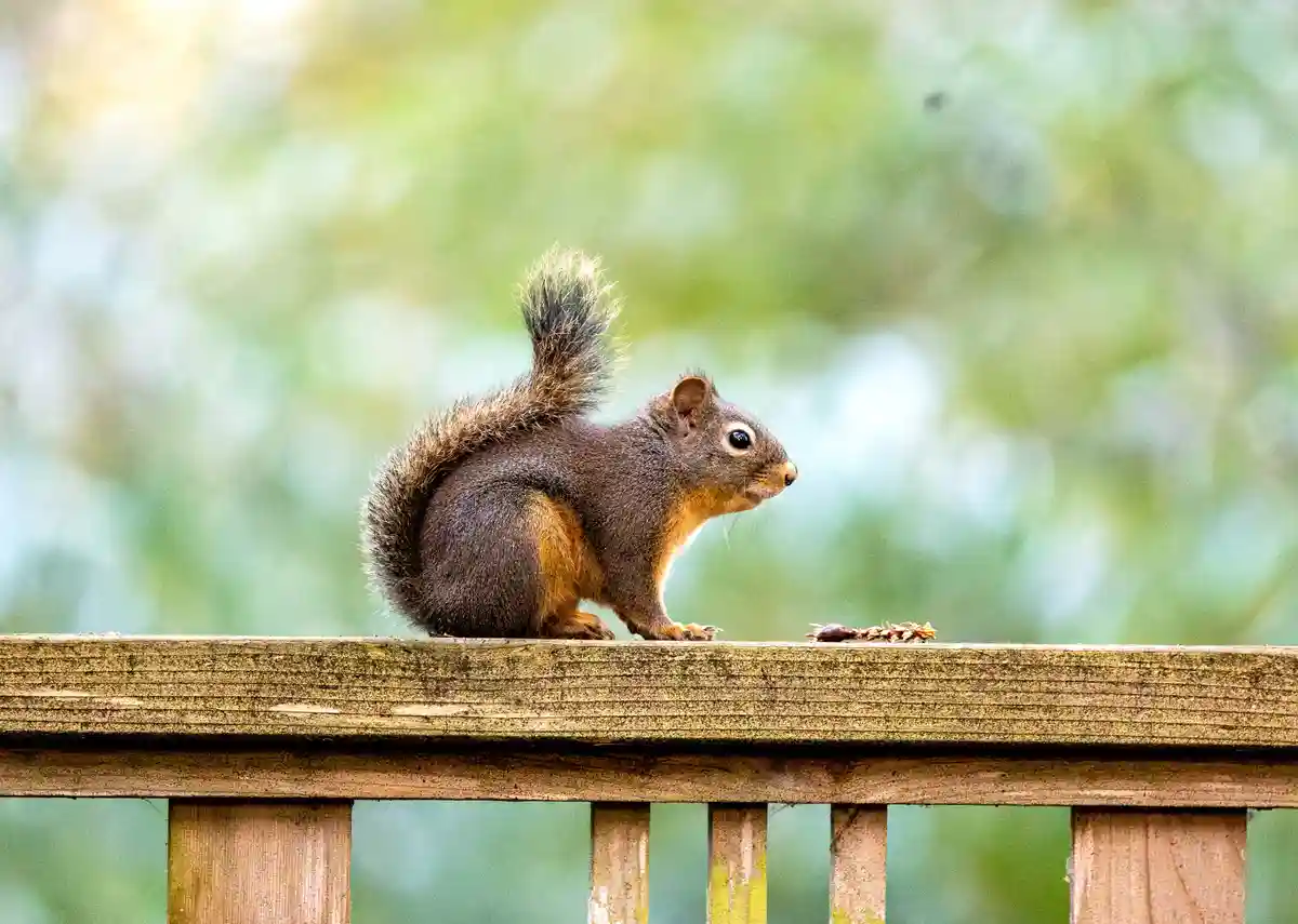 A small brown squirrel with a bushy tail sits on a weathered wooden railing, looking intently at a small piece of food or…