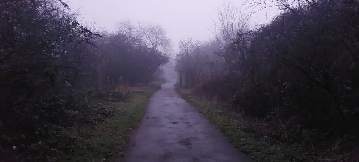 A misty, narrow paved path winds through dense, leafless trees and bushes under a gray, overcast sky. The scene is…
