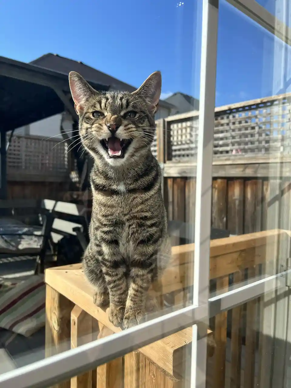 Adorable Feline Friend