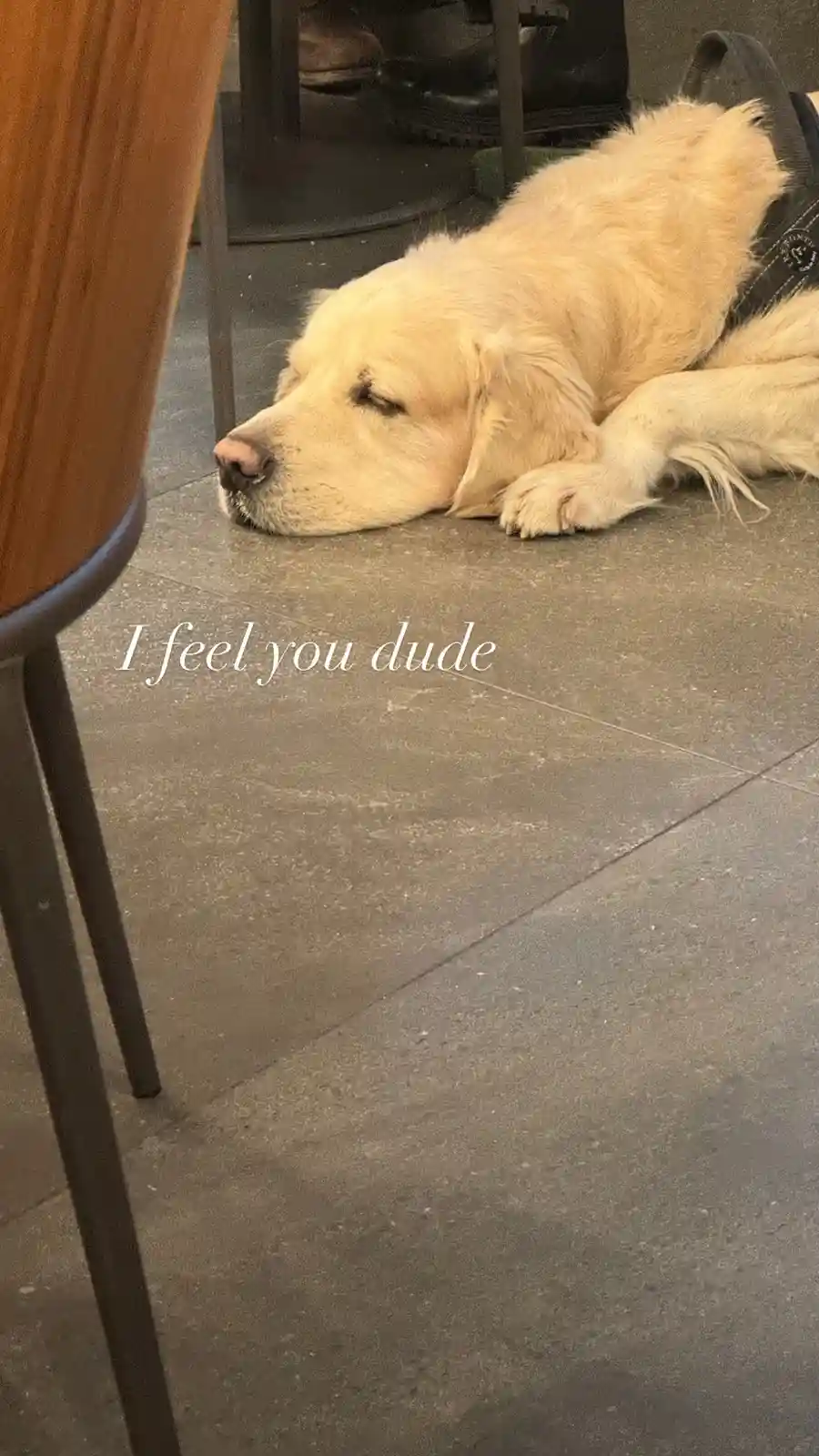 A golden retriever is sleeping peacefully on a gray tiled floor next to a wooden chair leg, with the overlaid text 'I feel…