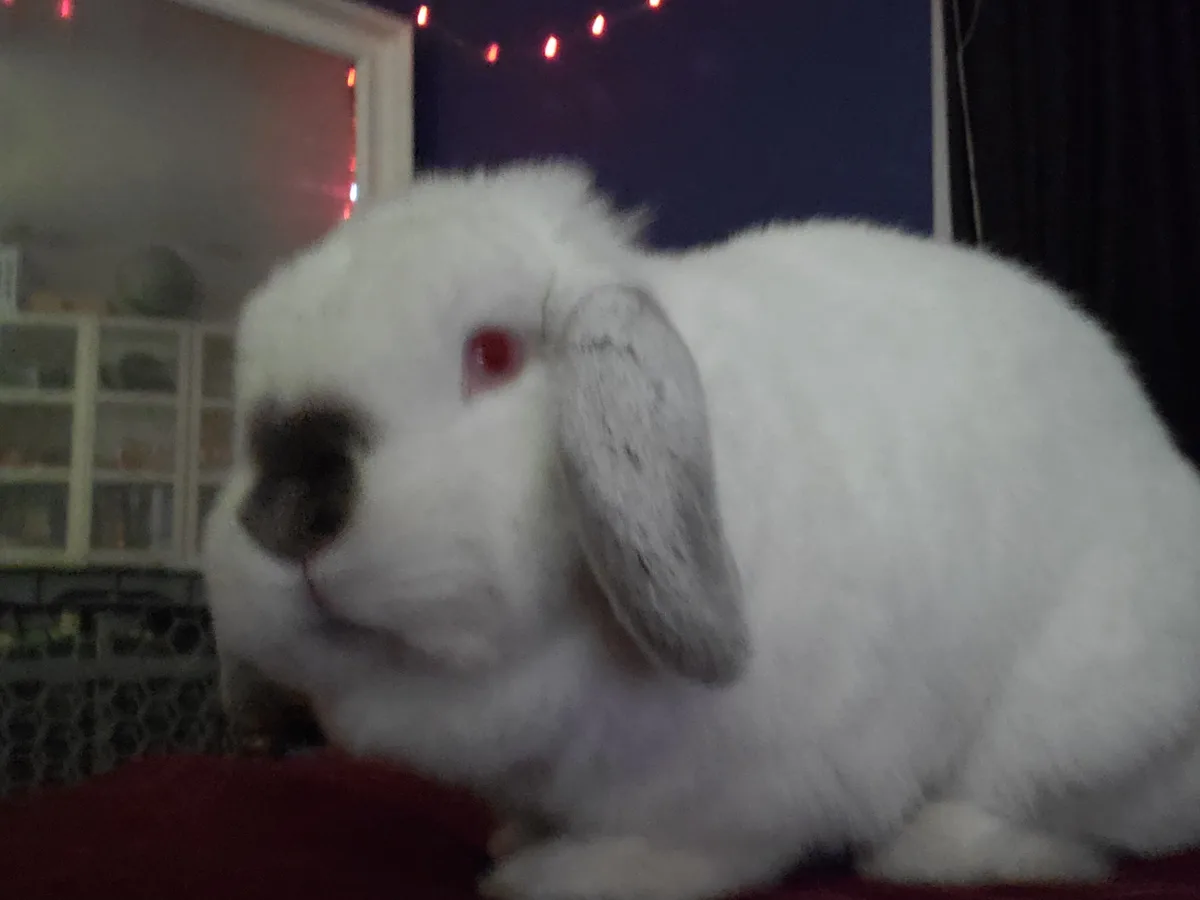 A white lop-eared rabbit with a black nose and red eye sits on a red surface, looking slightly to the side. The background…
