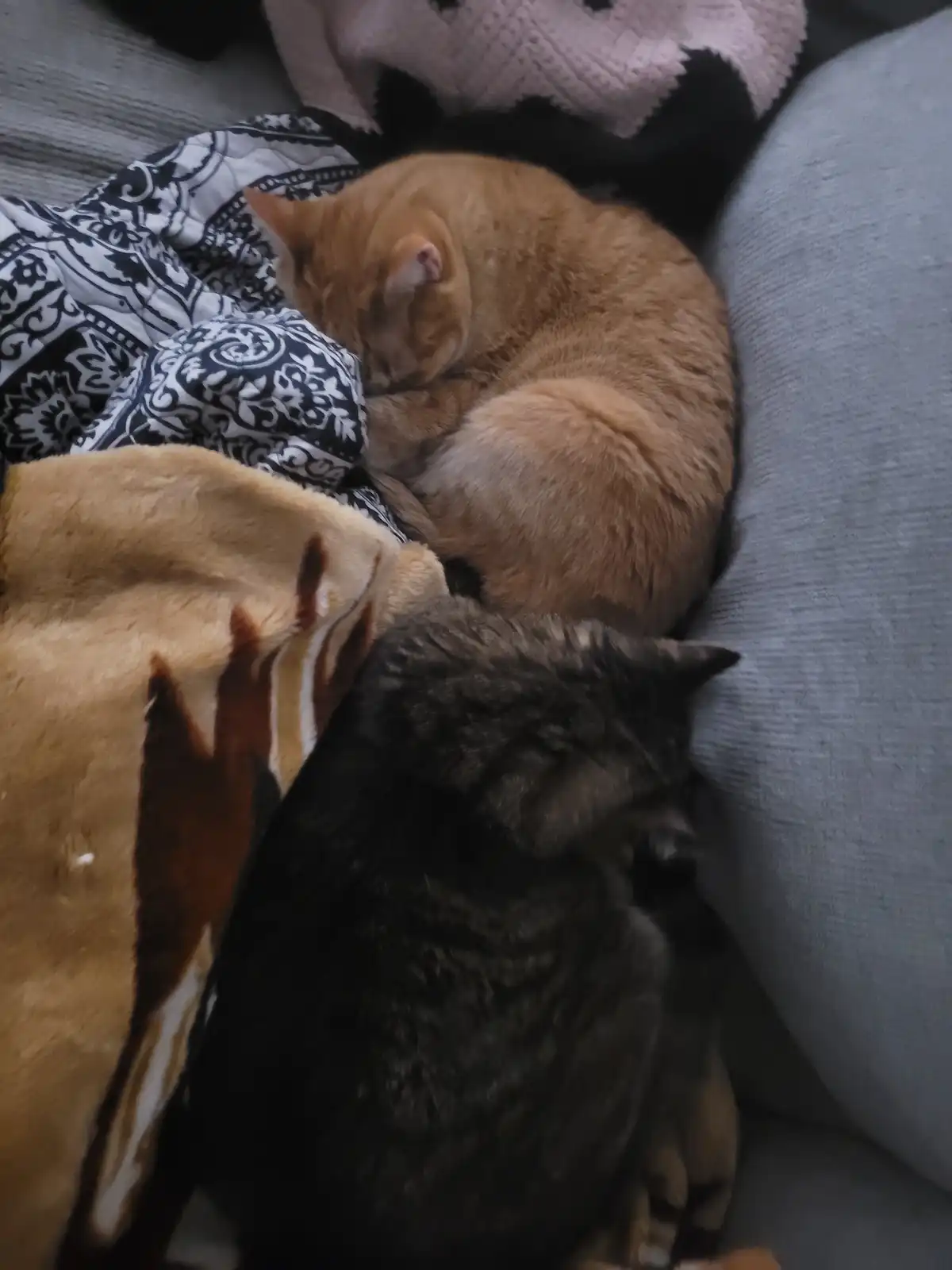Two cats are curled up sleeping on a couch, one orange and one dark tabby, surrounded by blankets. The orange cat is curled…
