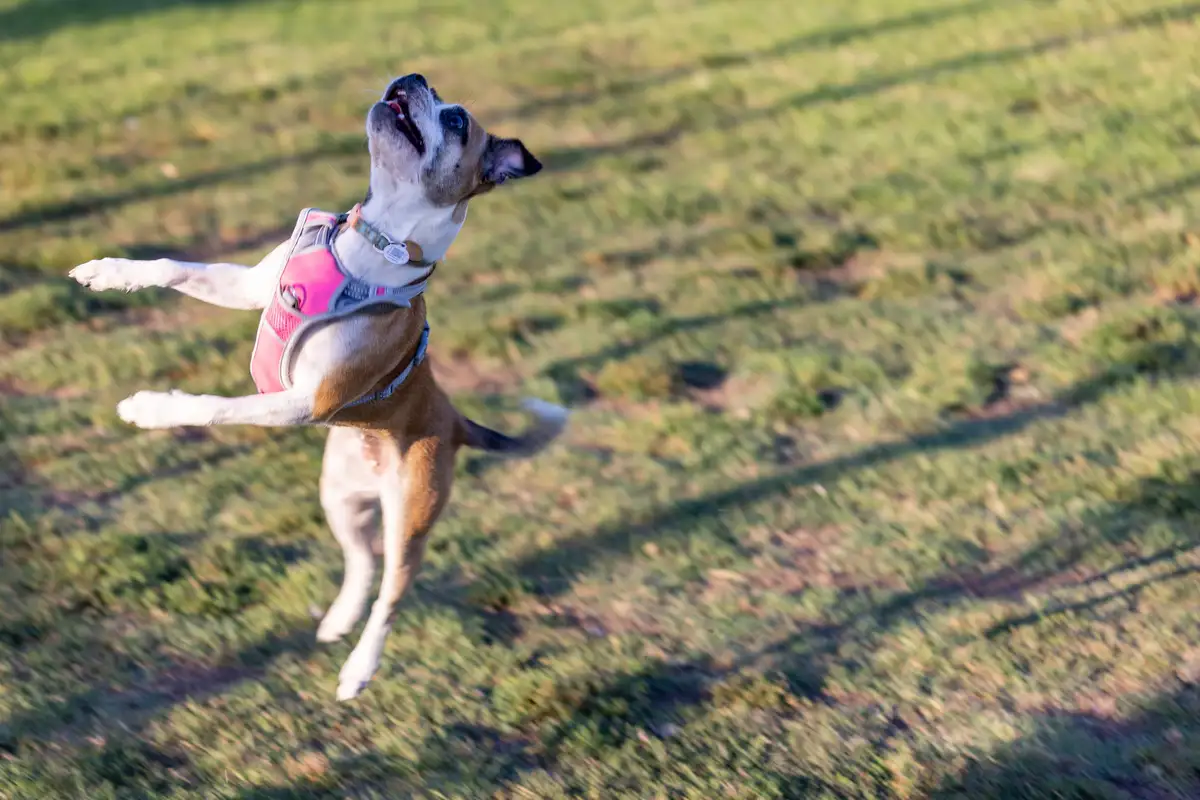 A small brown and white dog wearing a pink harness is captured mid-air, leaping joyfully with its front paws extended and…