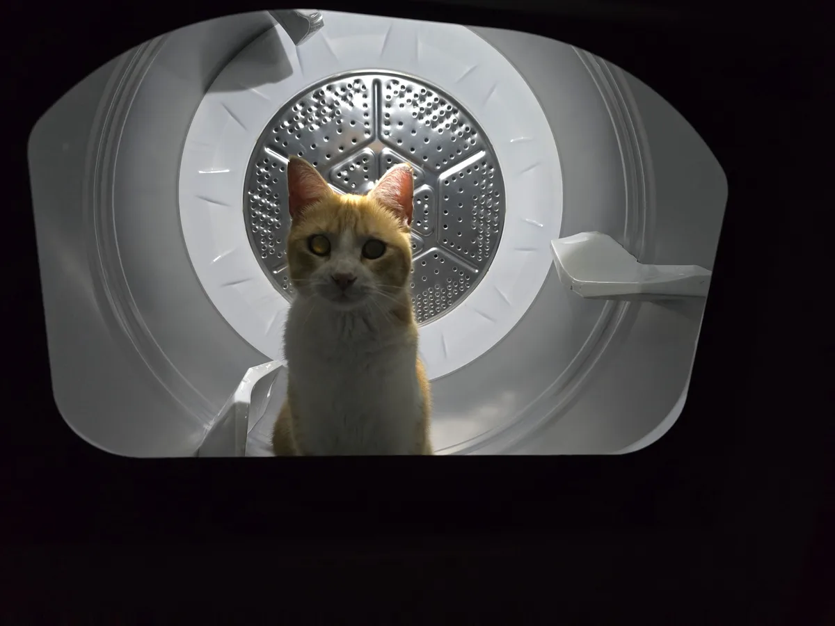 A ginger and white cat sits calmly inside the drum of a front-loading dryer, looking directly at the camera with wide eyes…