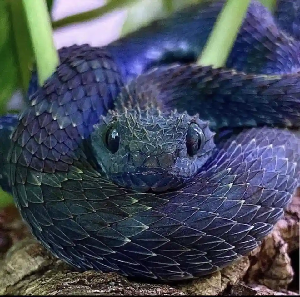 Meet the Variable Bush Viper: Nature's Colorful Wonder