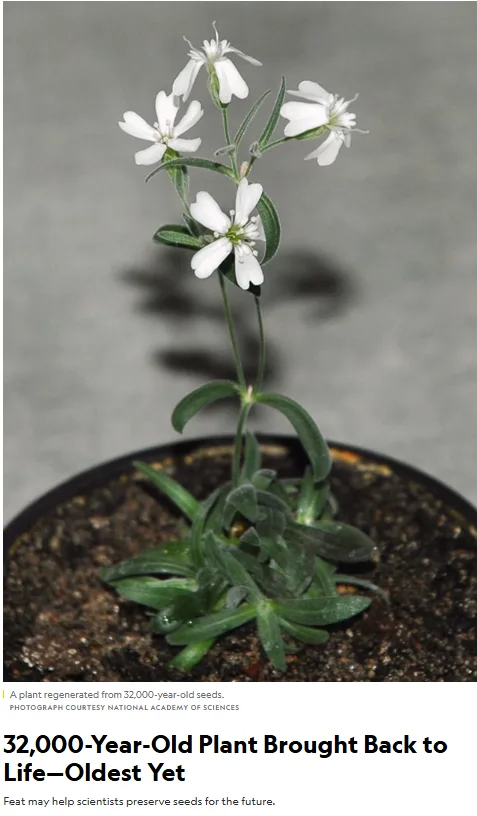 A small potted plant with white flowers and green leaves is shown against a gray background. The overlaid text reads…