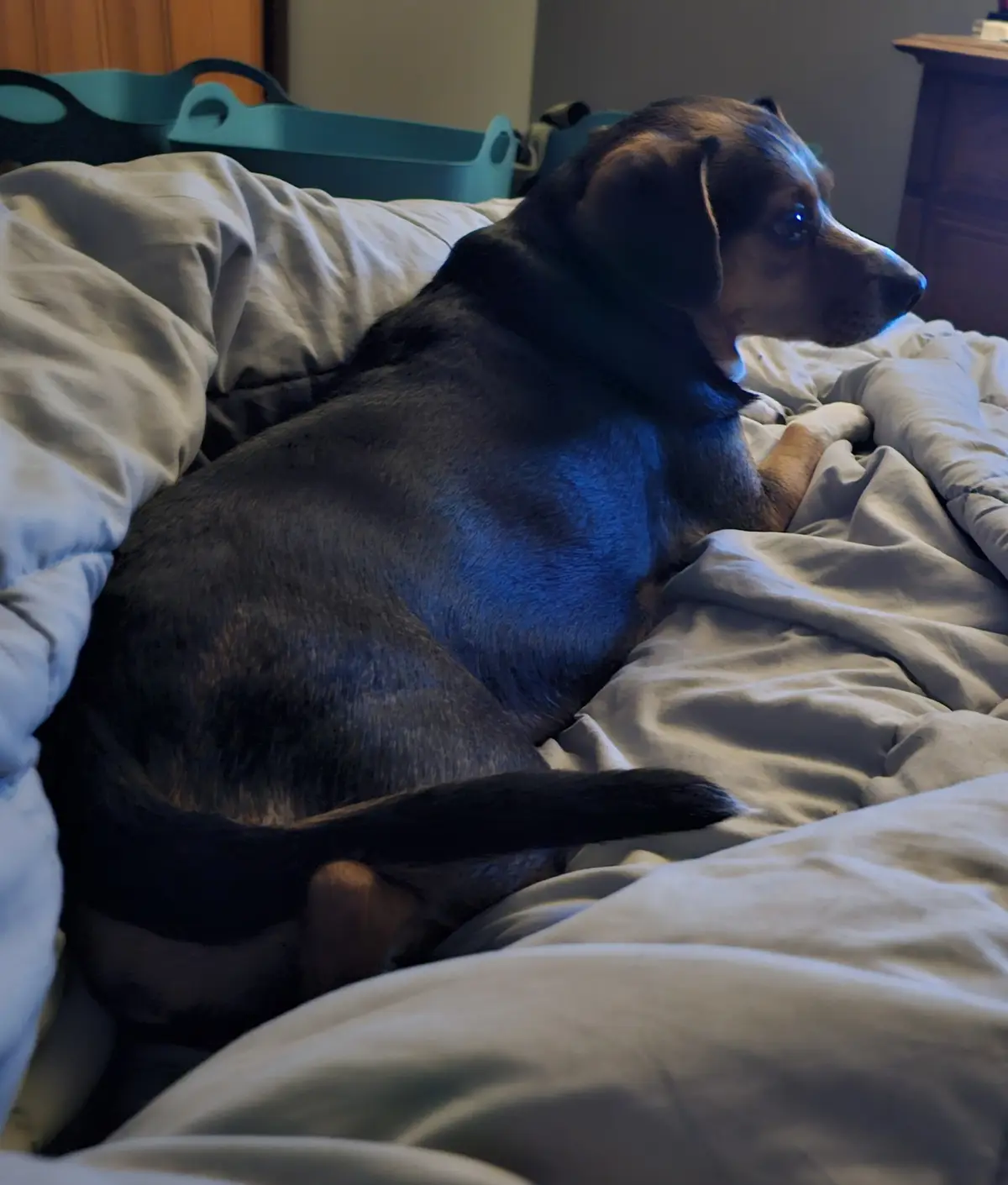 A medium-sized dog with black and tan fur is lying on a rumpled white bed, looking off to the side with a calm, slightly…