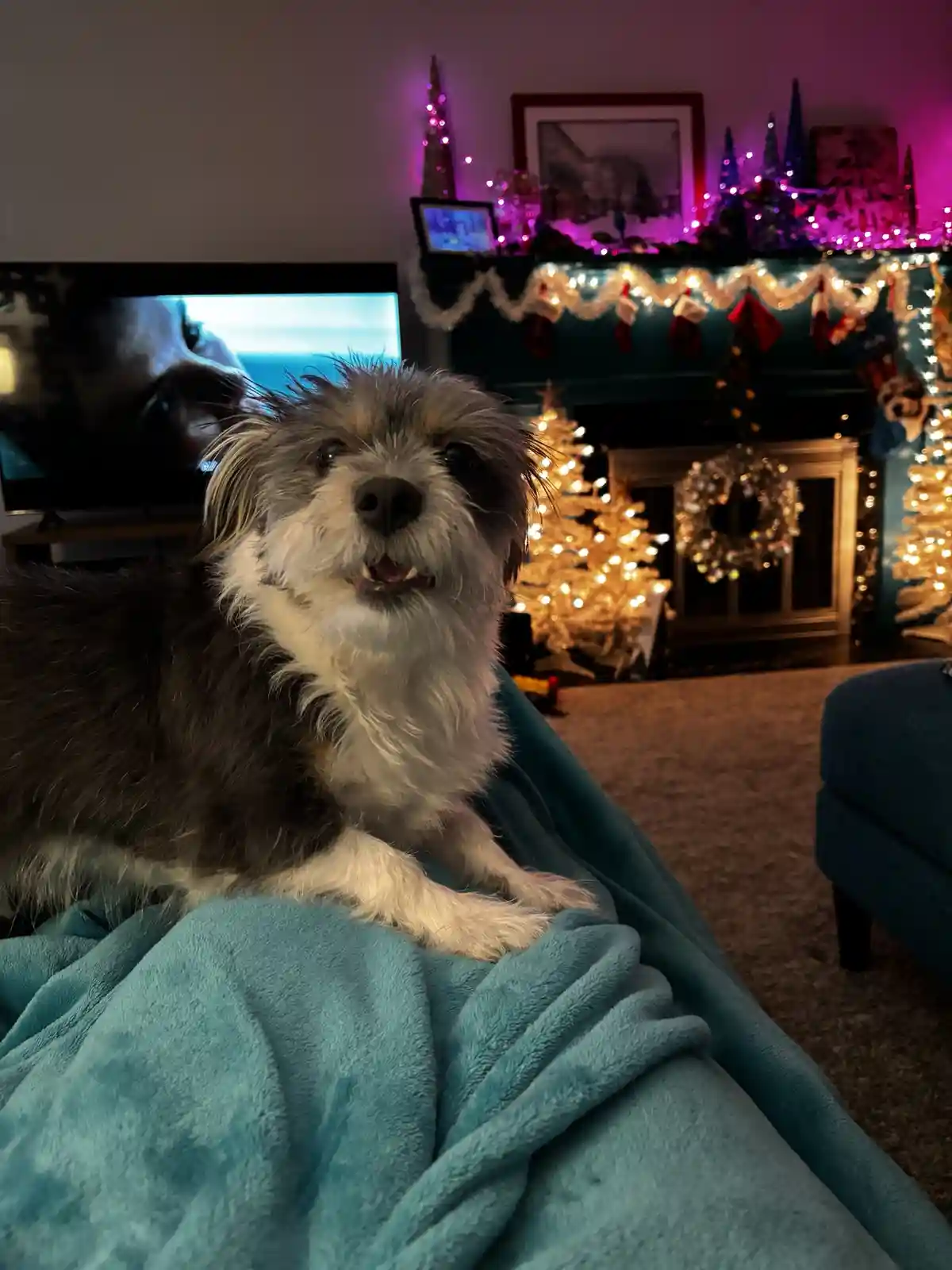 A small, scruffy dog with black and white fur sits on a teal blanket in a cozy, festively decorated living room with…