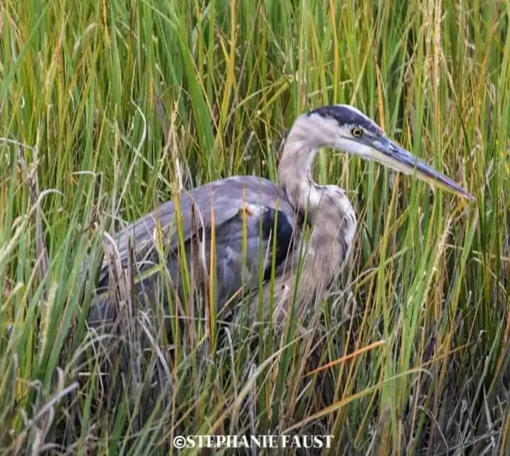 Majestic Blue Heron in Its Natural Habitat