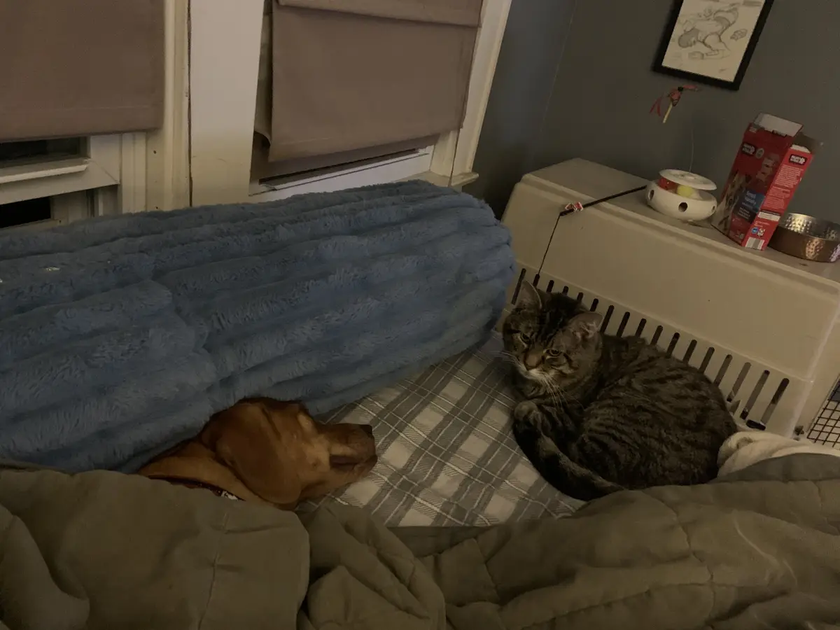 A brown dog sleeps under a blue blanket while a tabby cat sits alertly beside it on a plaid blanket, looking at the dog with…