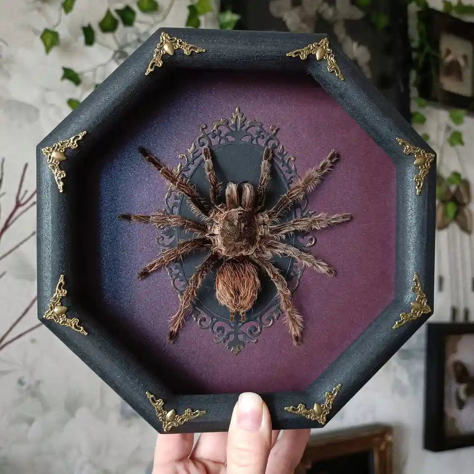 A person holds an octagonal black frame with ornate gold corner pieces, displaying a preserved brown tarantula on a purple…