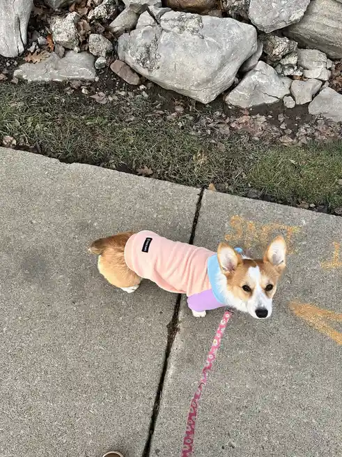 A corgi dog wearing a pastel-colored sweater with a pink body, blue shoulders, and purple sleeves stands on a sidewalk…
